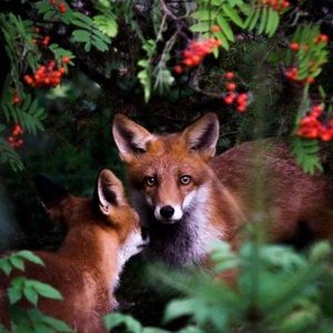 Meet your Posher, Alk_Hair